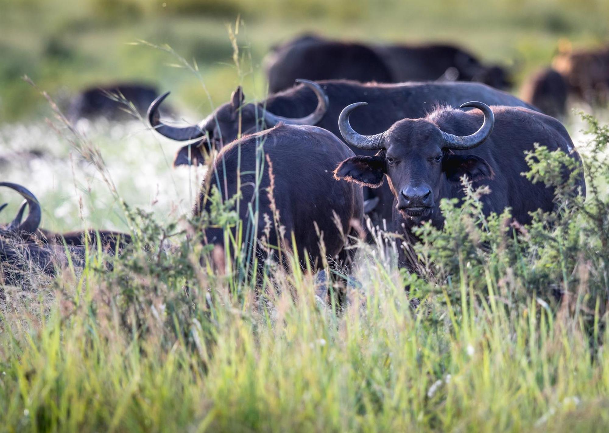 Royal Thonga Safari Lodge Sihangwane 外观 照片