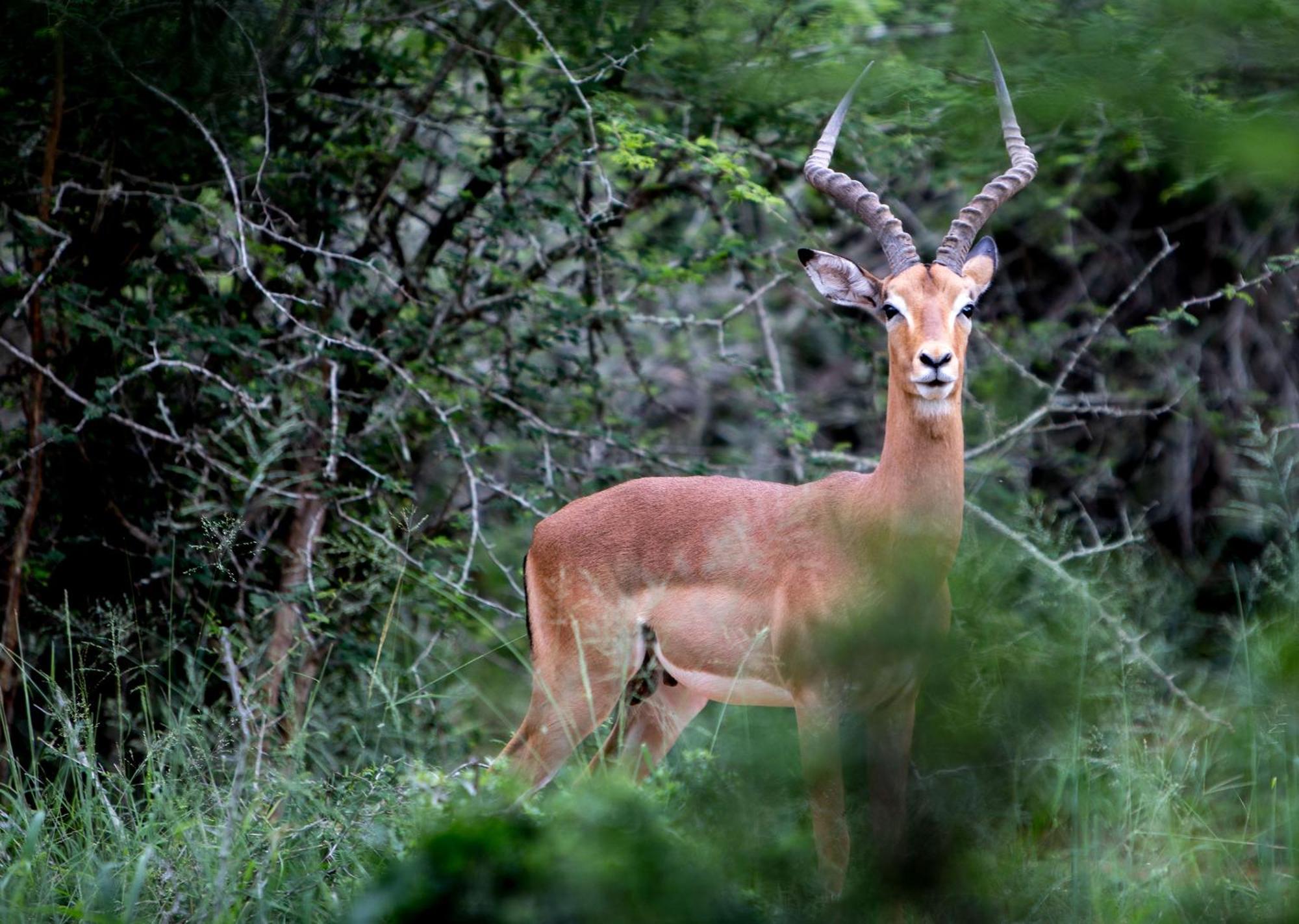 Royal Thonga Safari Lodge Sihangwane 外观 照片