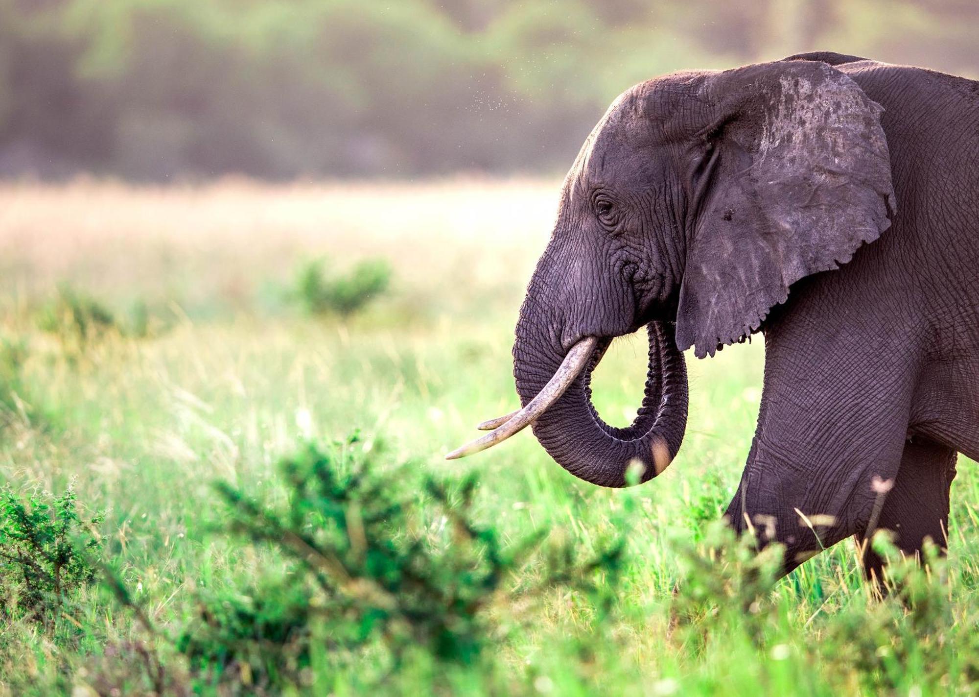 Royal Thonga Safari Lodge Sihangwane 外观 照片