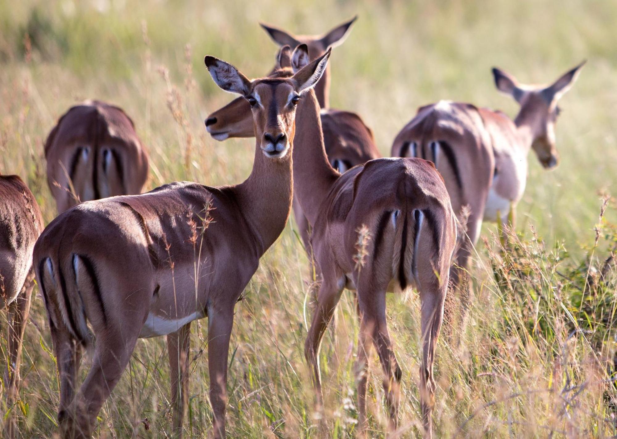 Royal Thonga Safari Lodge Sihangwane 外观 照片