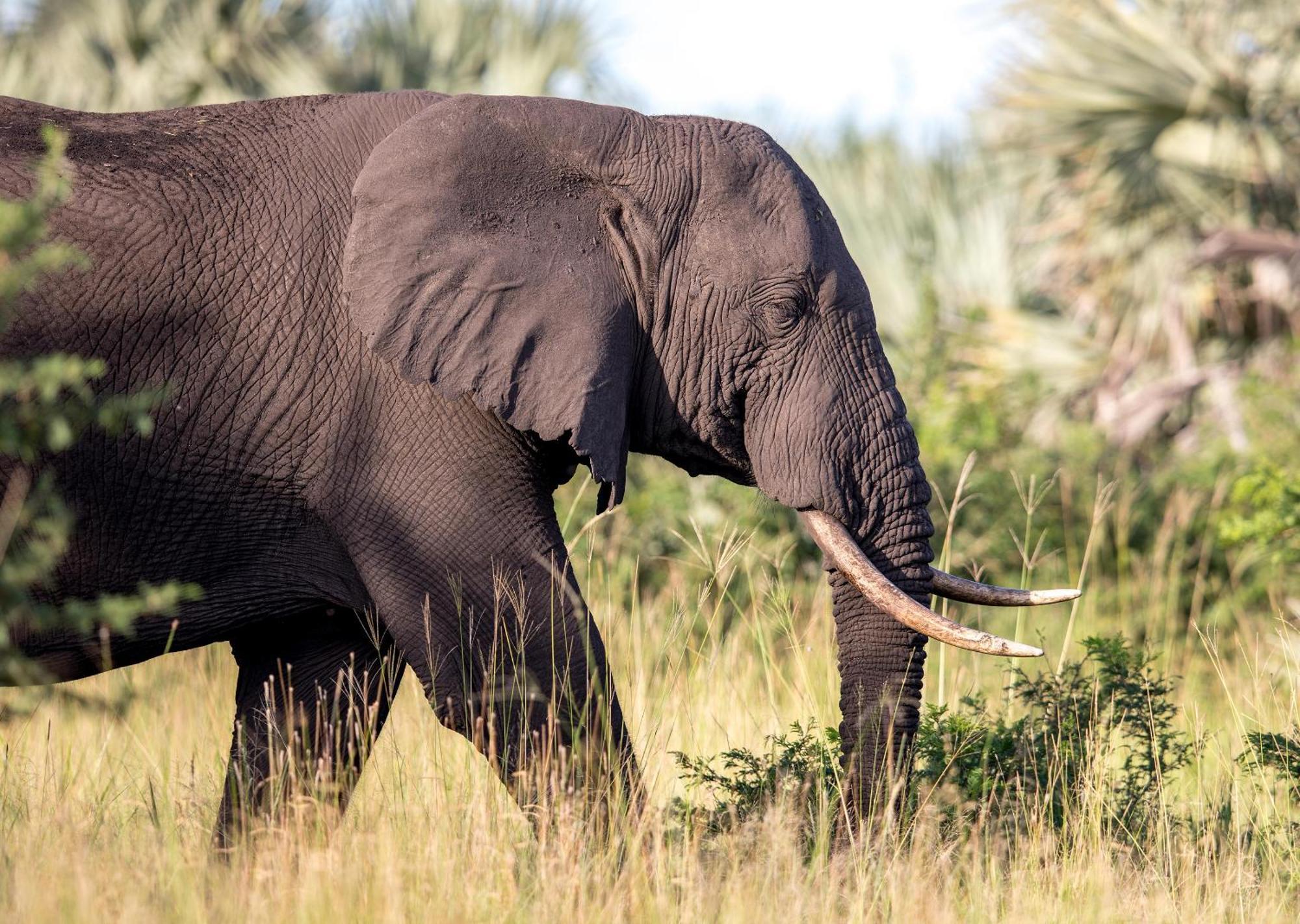 Royal Thonga Safari Lodge Sihangwane 外观 照片