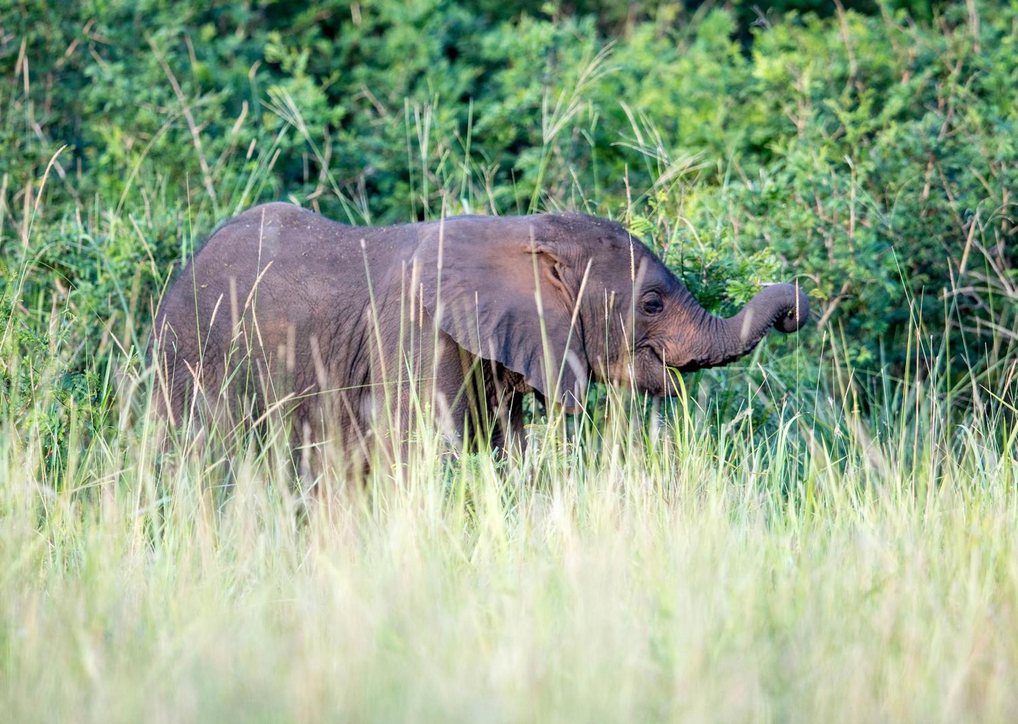 Royal Thonga Safari Lodge Sihangwane 外观 照片